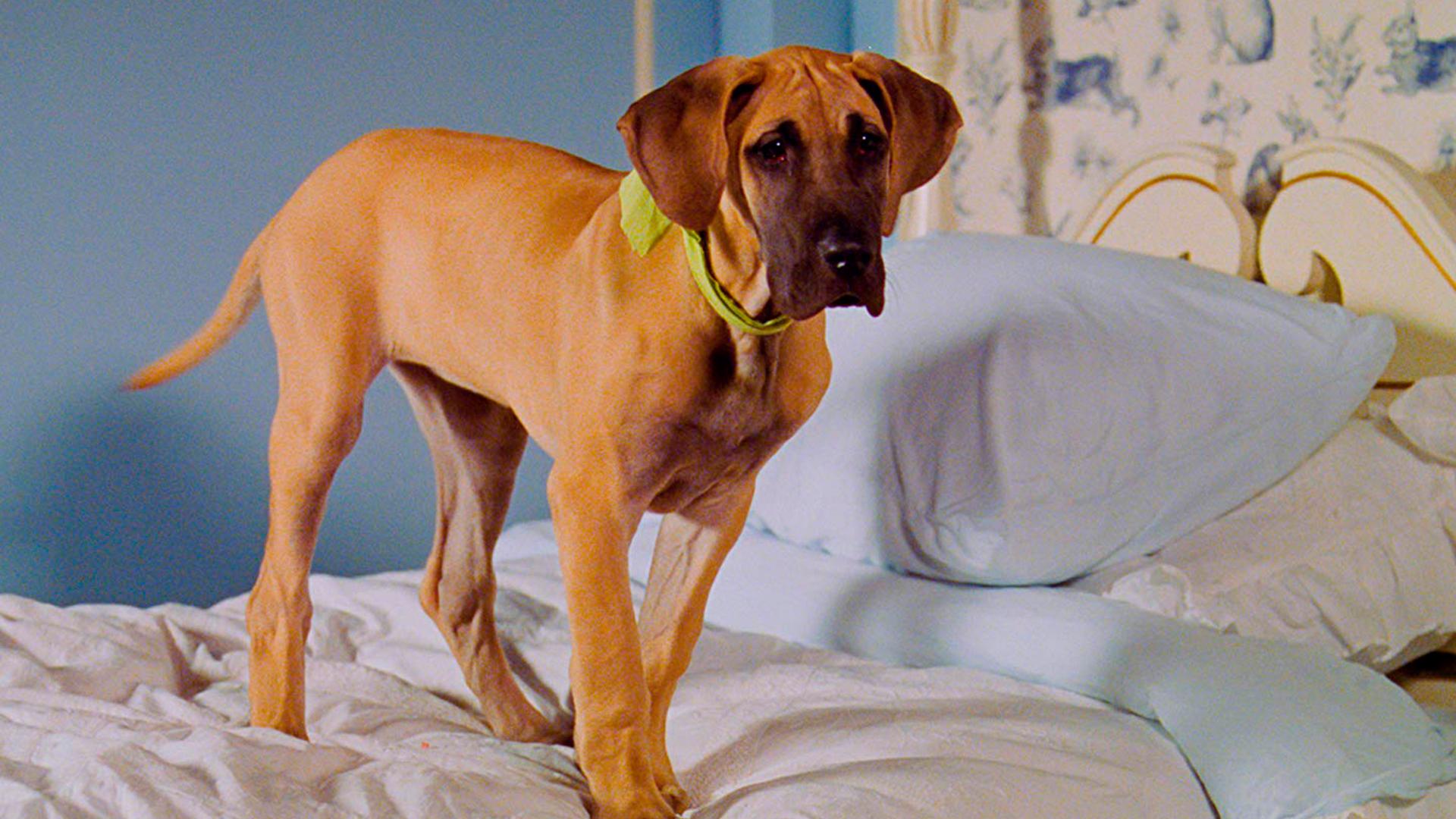 Жил-был пёсик (zhil-byl-pesik) Фильм 2004