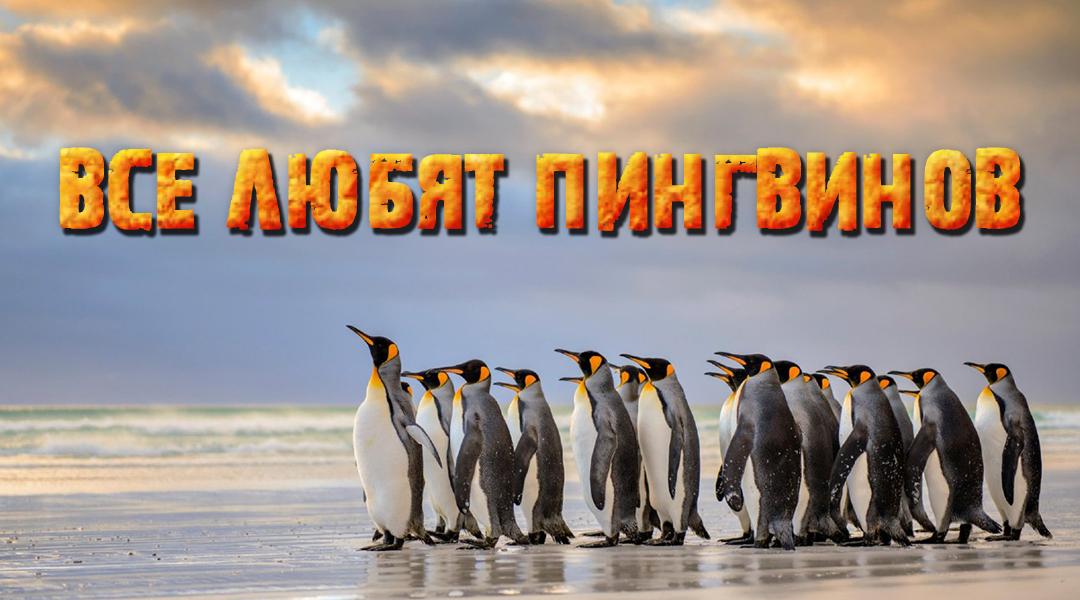 Все любят пингвинов (vse-ljubjat-pingvinov) Познавательное