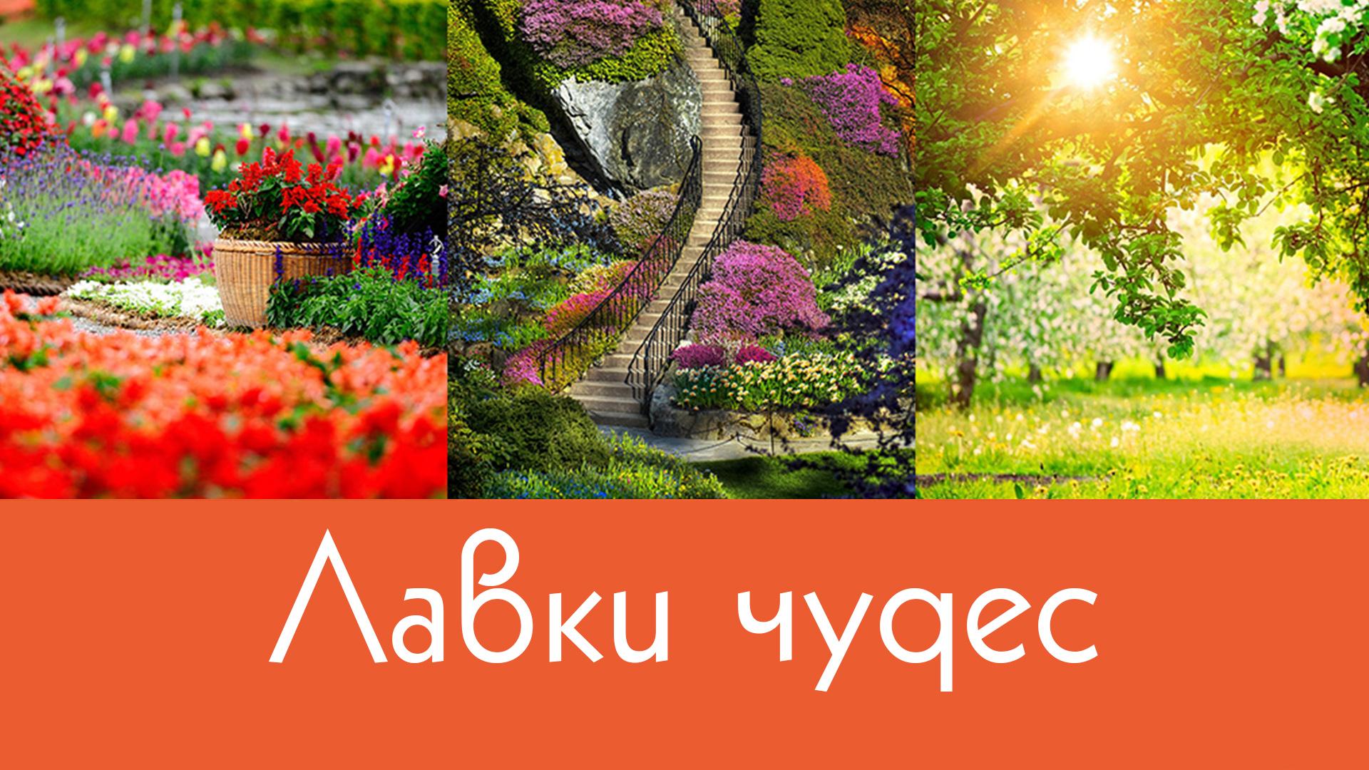 Лавки чудес (lavki-chudes) Досуг, хобби