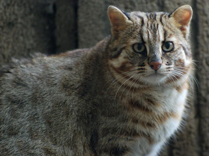 Дикие животные Японии (dikie-zhivotnye-japonii) Документальный фильм