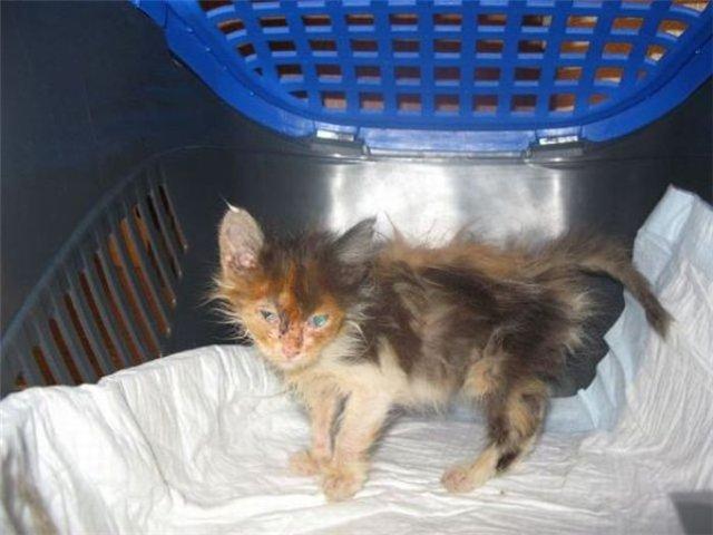 Спасённые (spasennye) Документальный сериал