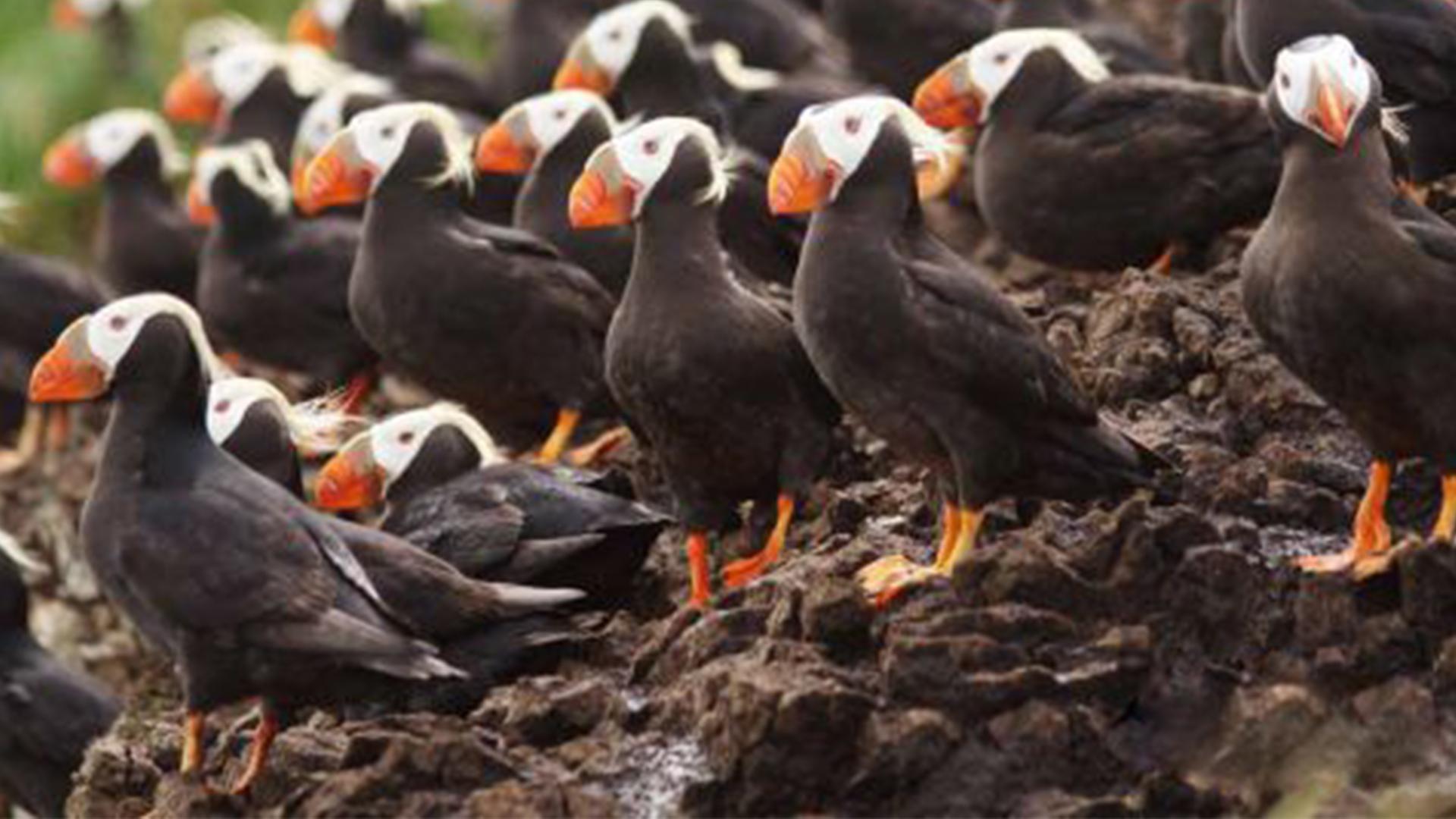 Острова в океане (ostrova-v-okeane) Документальный сериал