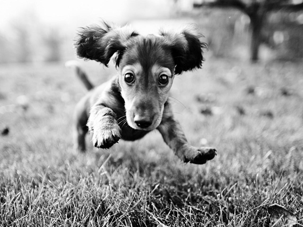 Чёрно-белые картинки (cherno-belye-kartinki) Познавательное