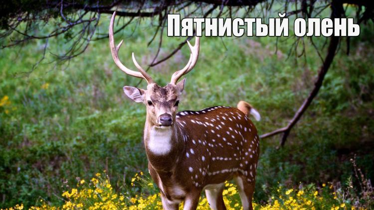 Постер Пятнистый олень