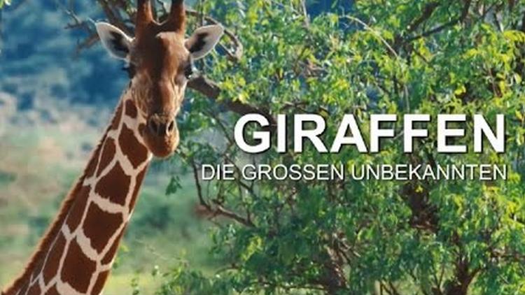 Постер Giraffen - Die großen Unbekannten