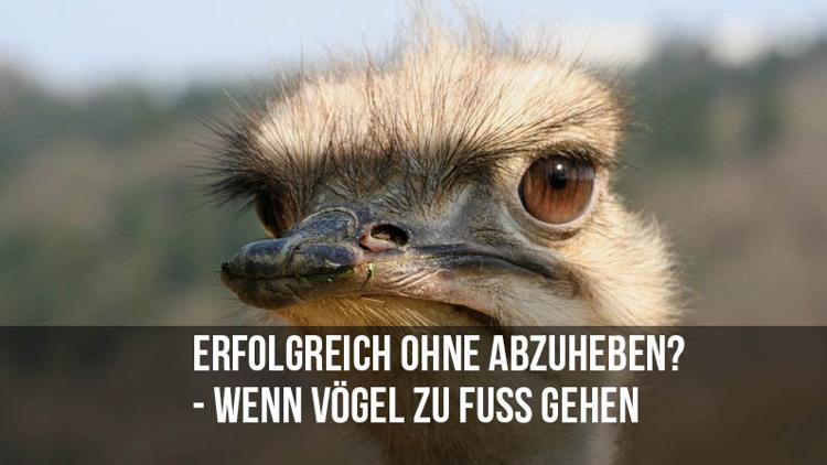 Постер Erfolgreich ohne abzuheben? - Wenn Vögel zu Fuß gehen