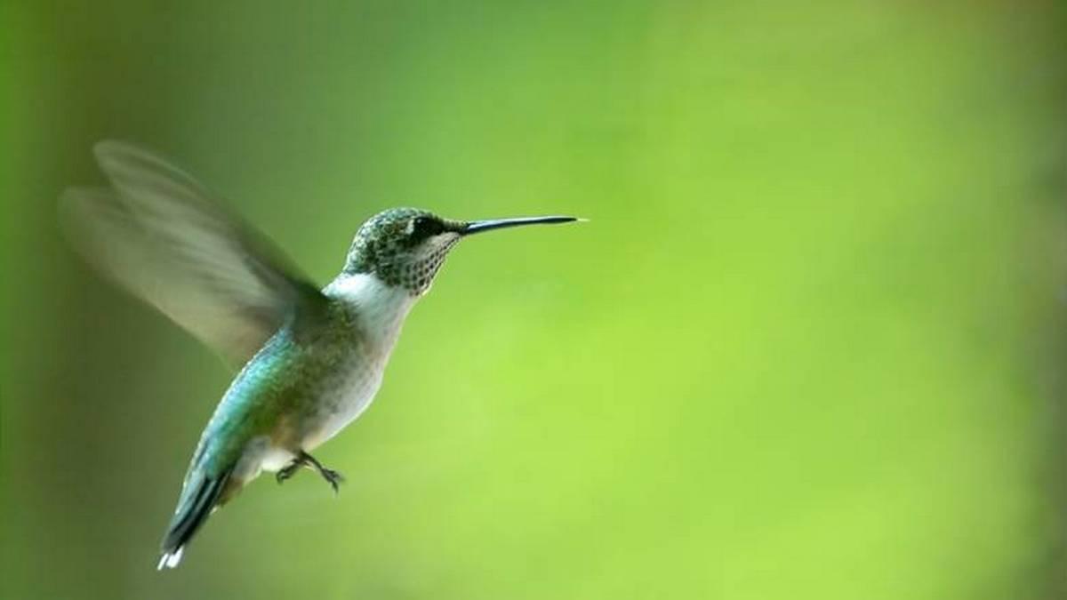 Kostbare Kleinode: Kolibris (kostbare-kleinode-kolibris) Документальный фильм