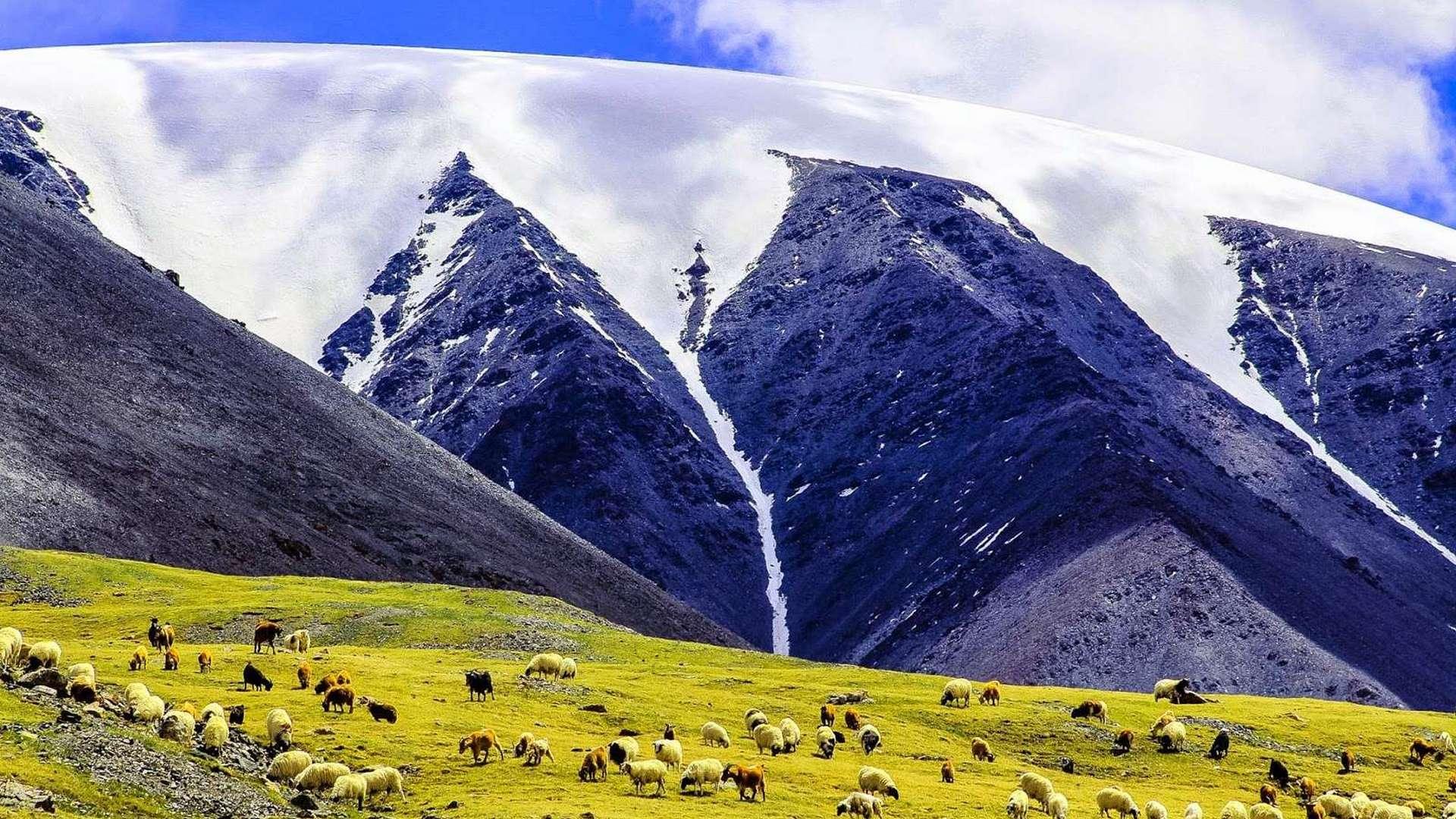 Говь-Алтай (gov-altaj) Досуг, хобби