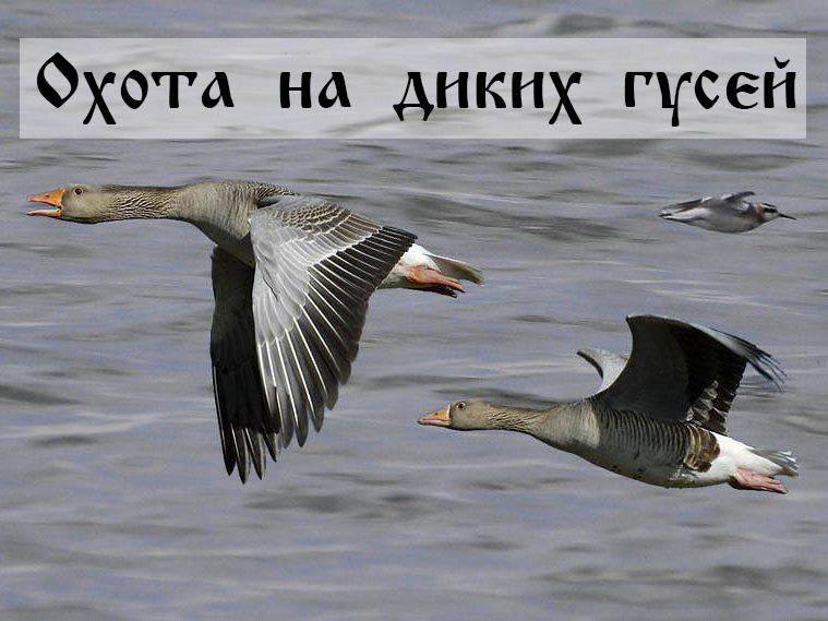 Охота на диких гусей (ohota-na-dikih-gusej) Досуг, хобби