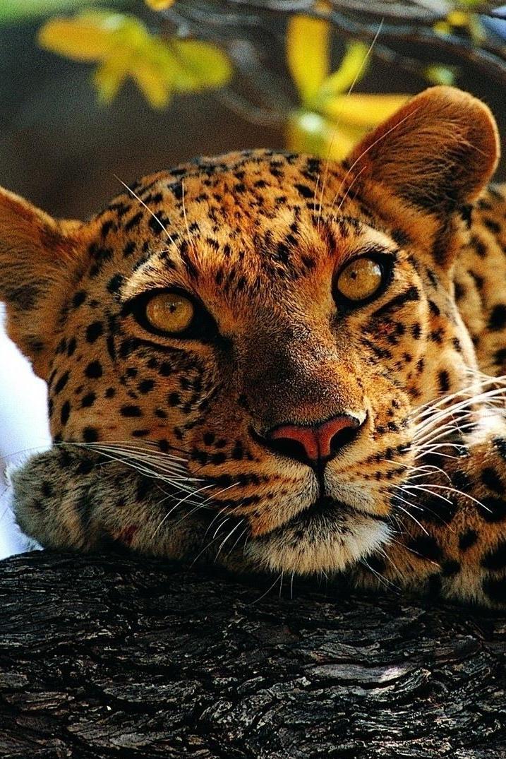 Истории леопарда (istorii-leoparda) Документальный сериал