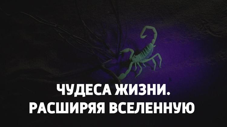 Постер Чудеса жизни. Расширяя Вселенную