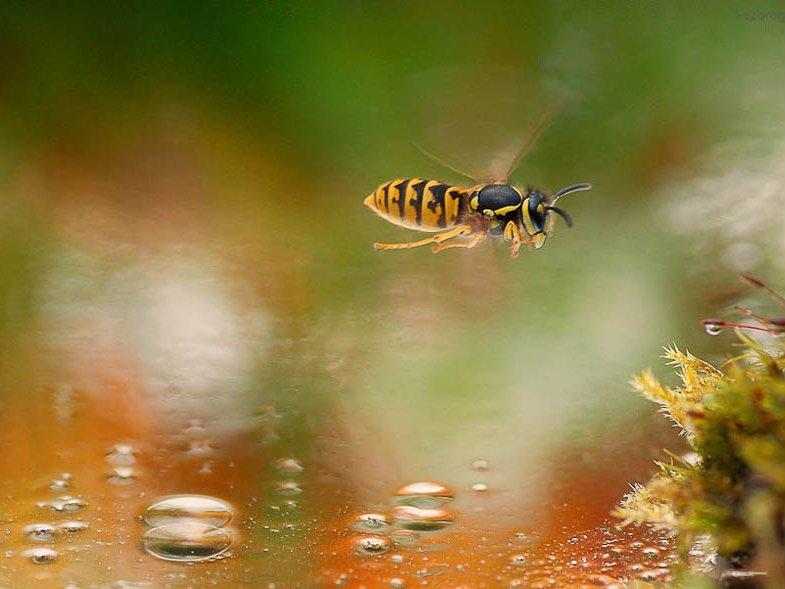 Волшебный мир насекомых (volshebnyj-mir-nasekomyh) Документальный сериал