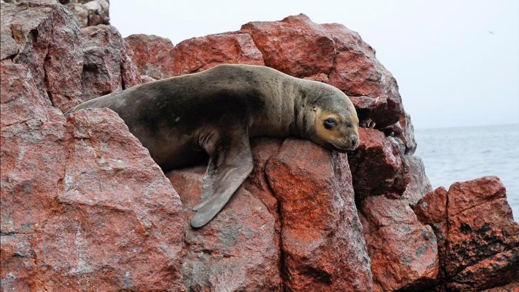 Постер L'île des animaux