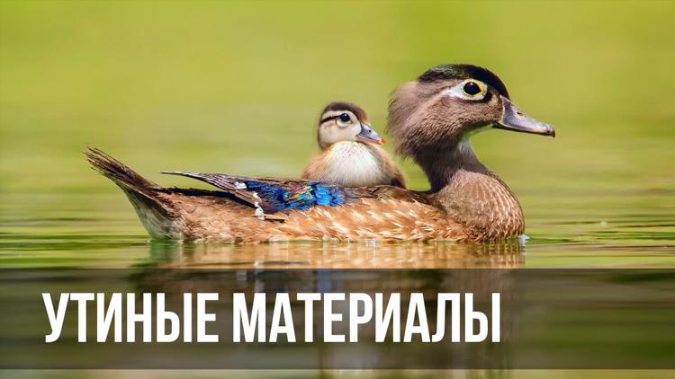 Постер Утиные материалы