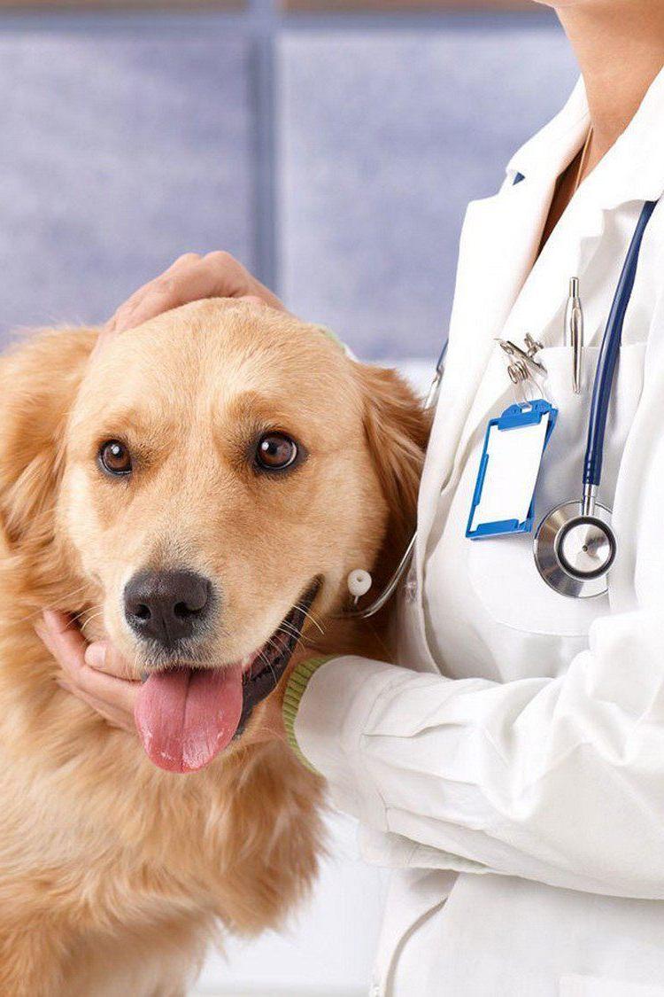 Слово ветеринару (slovo-veterinaru) Документальный фильм