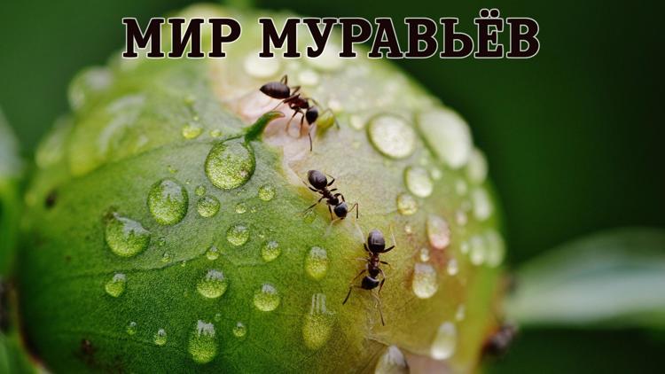 Постер Мир муравьёв