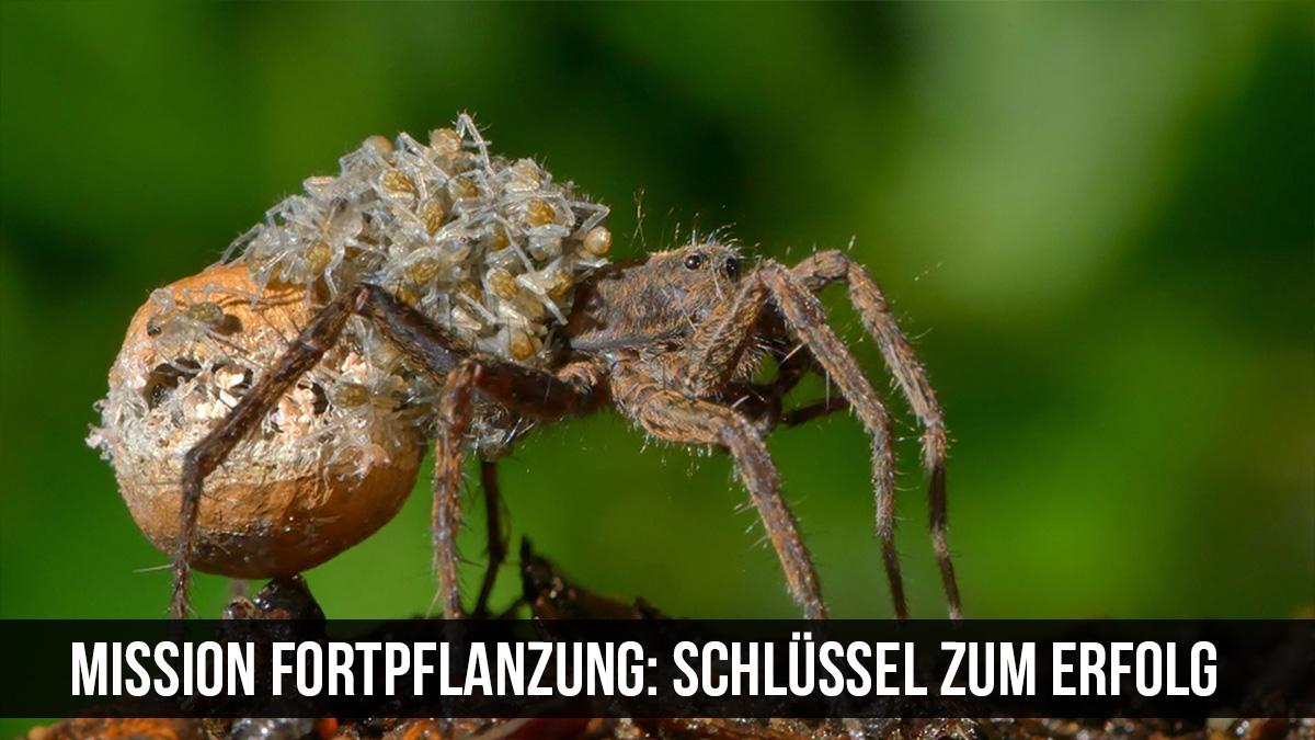Mission Fortpflanzung: Schlüssel zum Erfolg (mission-fortpflanzung-schlssel-zum-erfolg) Документальный фильм