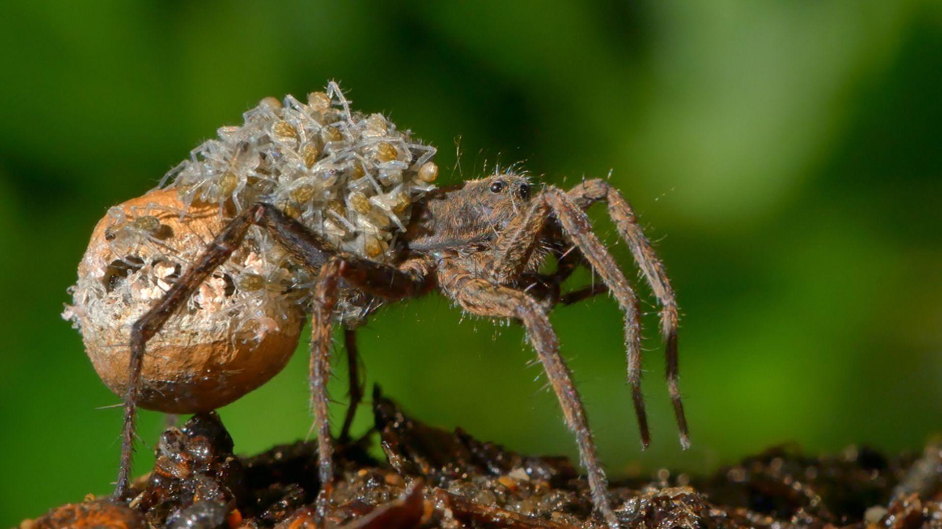 Mission Fortpflanzung: Schlüssel zum Erfolg (mission-fortpflanzung-schlssel-zum-erfolg) Документальный фильм
