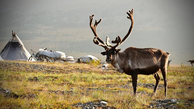 Постер Oural, à la poursuite de l'automne