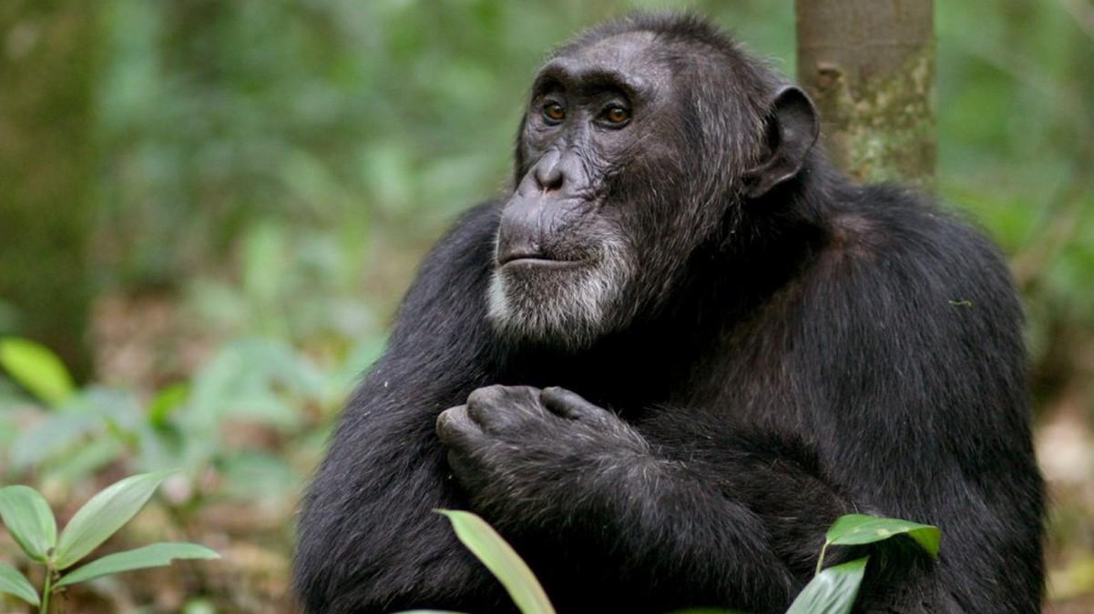 Kampf der Kriegeraffen (kampf-der-kriegeraffen) Документальный фильм