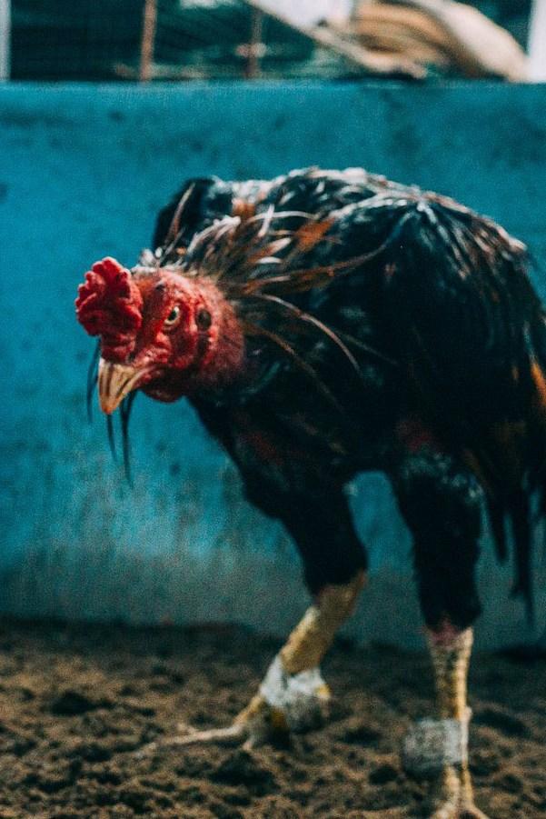 Звери на ринге. Бойцовский клуб (zveri-na-ringe-bojtsovskij-klub) Документальный сериал