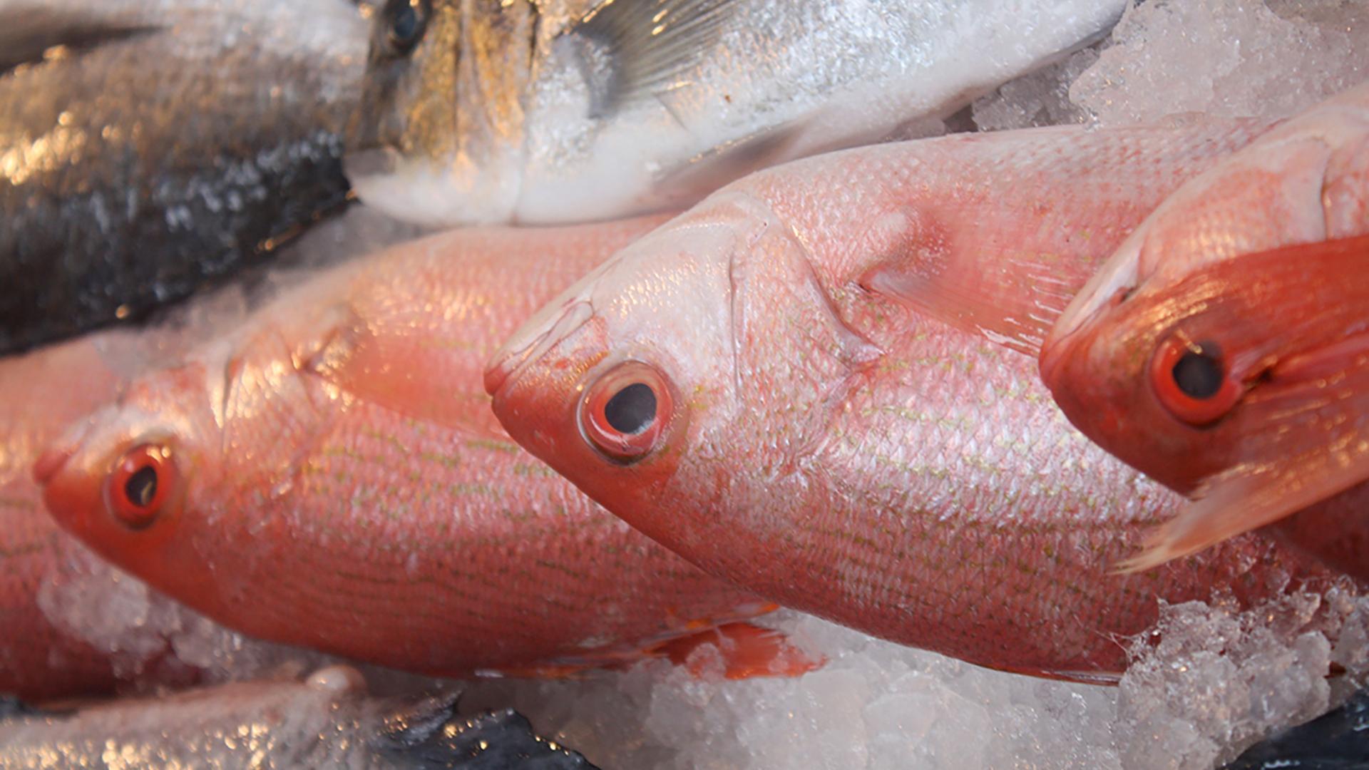 На конце удочки (na-kontse-udochki) Документальный фильм