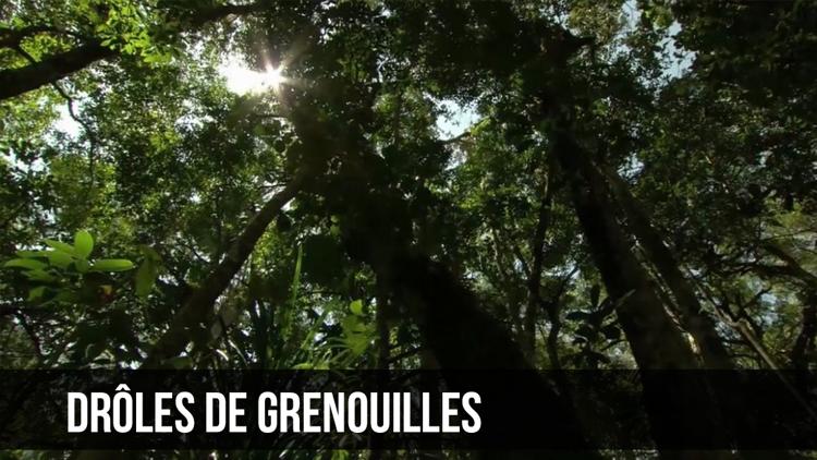 Постер Drôles de grenouilles