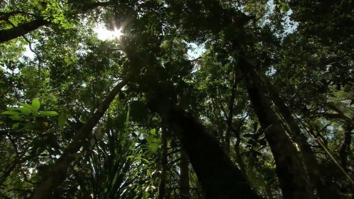 Drôles de grenouilles (drles-de-grenouilles) Документальный фильм