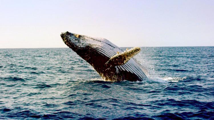 Постер Le chant de la baleine