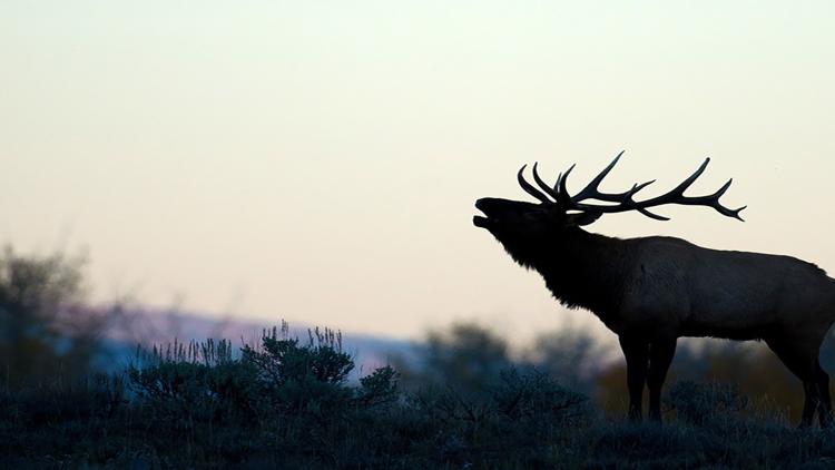 Постер Wild Yellowstone: Land of Extremes