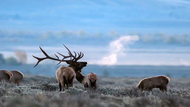 Постер Wild Yellowstone: Land of Extremes