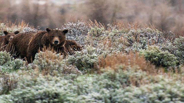 Постер Wild Yellowstone: Land of Extremes