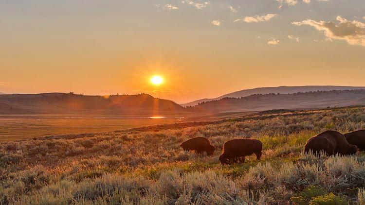 Постер Wild Yellowstone: Land of Extremes