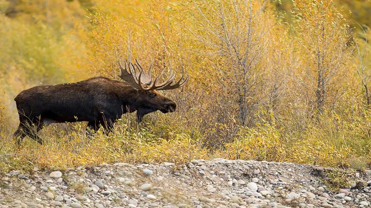 Постер Wild Yellowstone: Land of Extremes