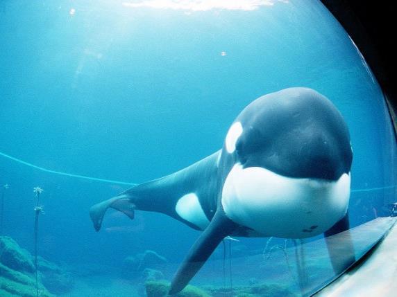 Кейко: подлинная история «Освободите Вилли» (kejko-podlinnaja-istorija-osvobodite-villi) Документальный фильм