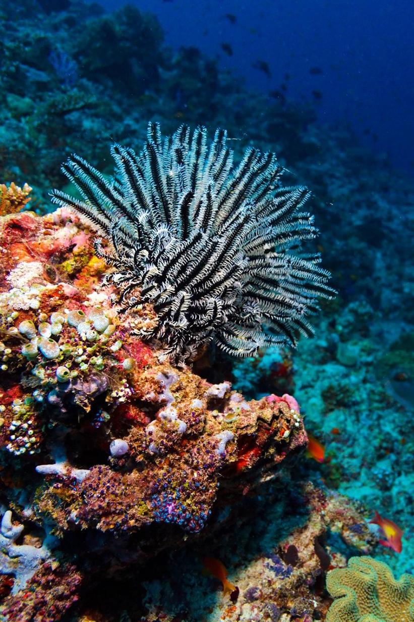 Кислотный океан (kislotnyj-okean) Документальный фильм