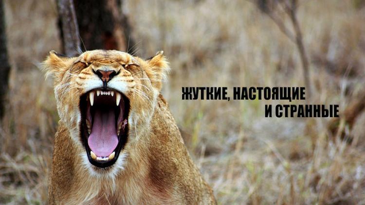 Постер Жуткие, настоящие и странные