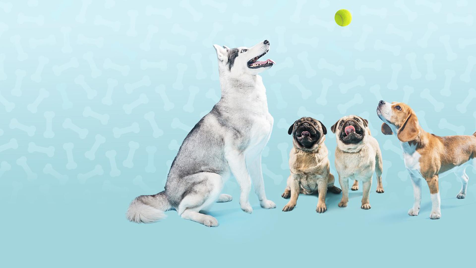 Собачья наука: Икс-фактор (sobachja-nauka-iks-faktor) Документальный фильм