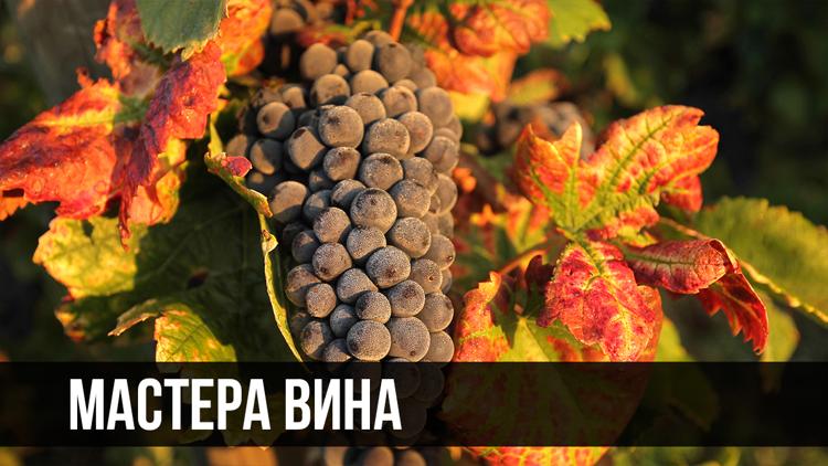 Постер Мастера вина