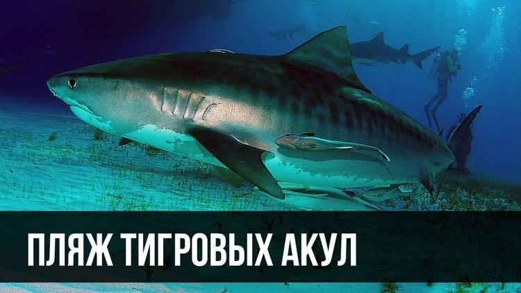 Постер Пляж тигровых акул