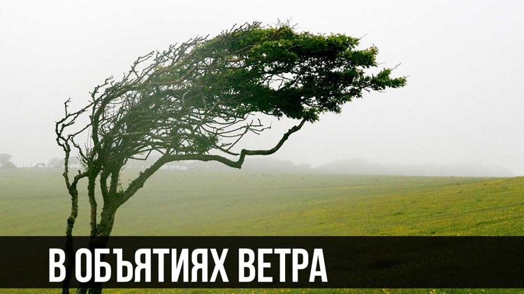 Постер В объятиях ветра