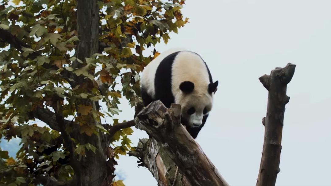 Пандаленд (pandalend) Документальный фильм