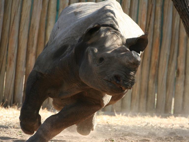 Спасти носорога Филу (spasti-nosoroga-filu) Документальный сериал