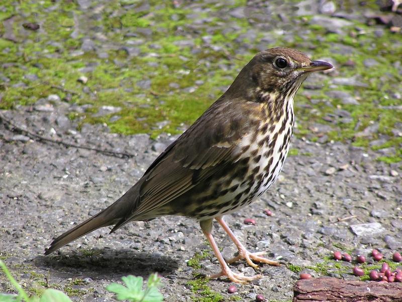 Дрозды Кампо-Техада (drozdy-kampo-tehada) Досуг, хобби