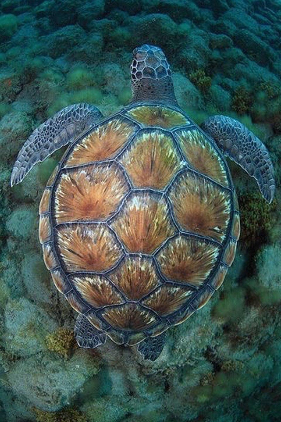 Les tortues de mer de Lamu (les-tortues-de-mer-de-lamu) Документальный фильм