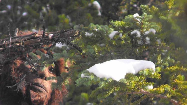 Постер Bigfoot: The New Evidence