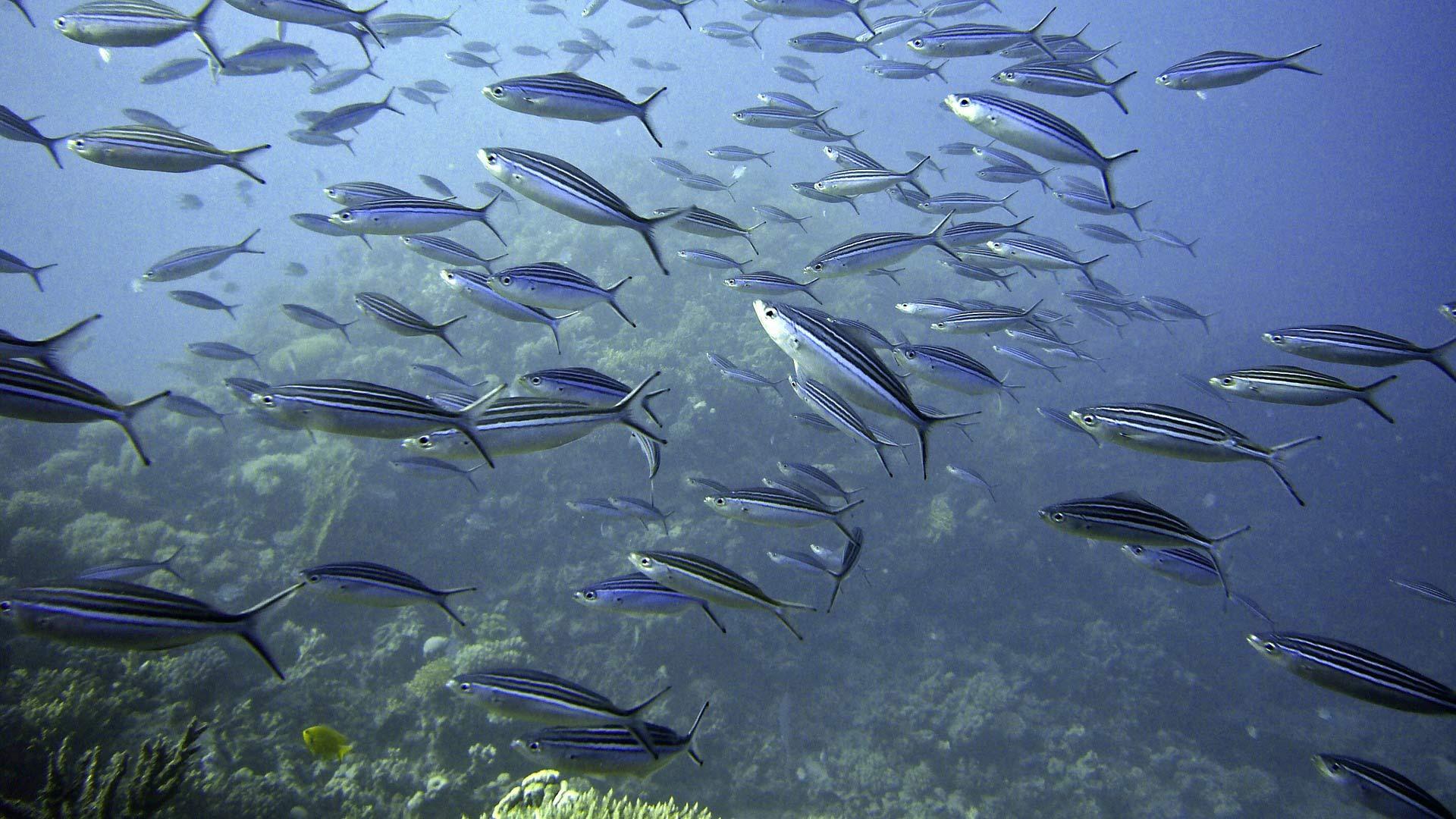 Подводный мир древнего города Байи (podvodnyj-mir-drevnego-goroda-baji) Документальный фильм