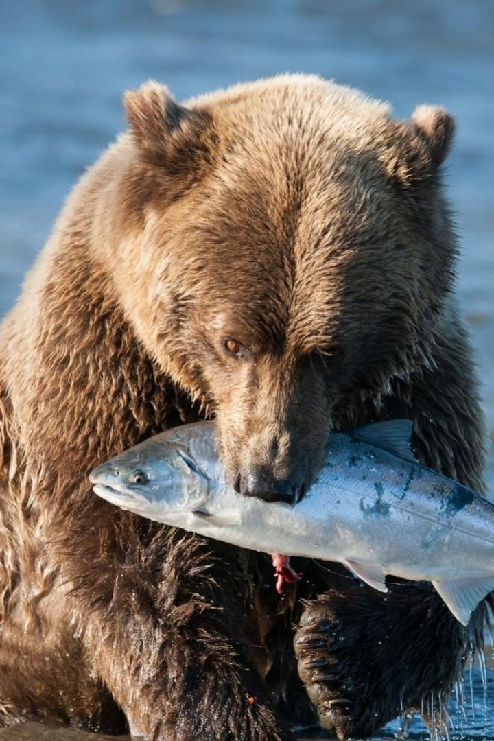 Alaskas Bären (alaskas-bren) Документальный фильм
