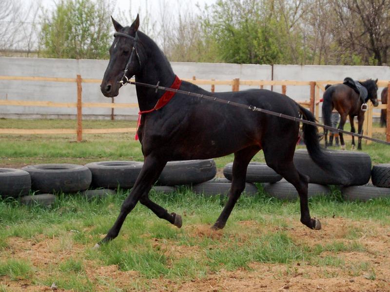 Лошади (loshadi) Познавательное