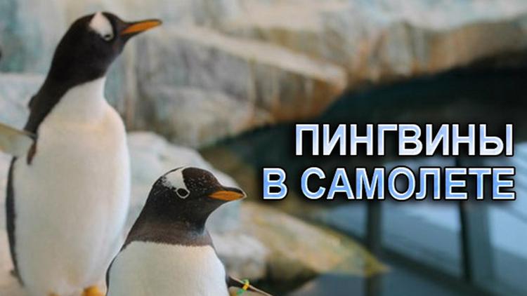 Постер Пингвины в самолёте